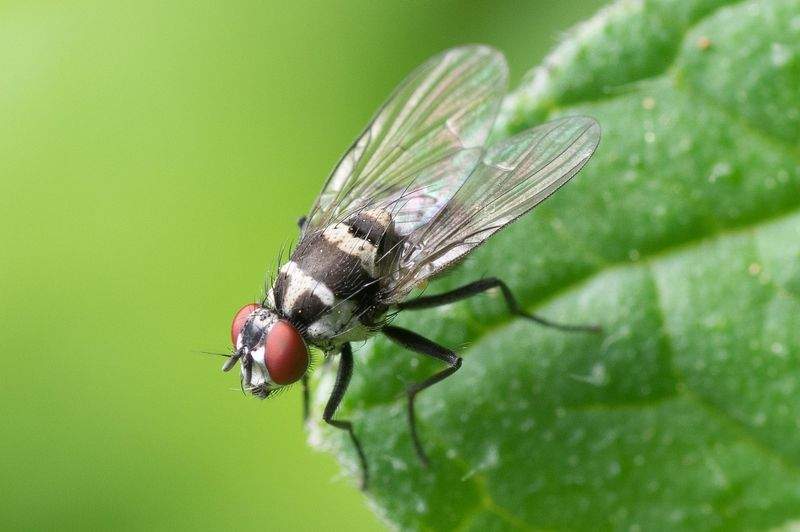 Maple Leaf Garden Works 8